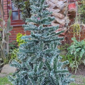 ARBOL CANAD.NEVADO150MTS FLUSS 573-17-18        15350.00 $         23-11-24