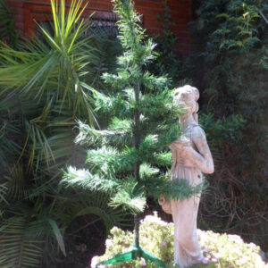 ARBOL 70  CM  LUJO  CLASICO EN CAJA     ART   2010     5150.00 $