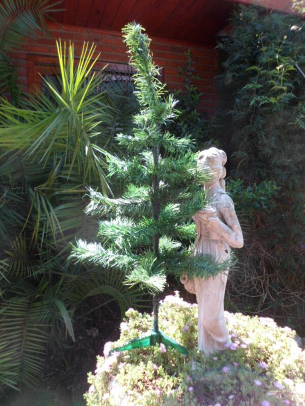 ARBOL 70  CM  LUJO  CLASICO EN CAJA     ART   2010     5150.00 $